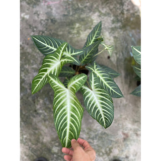 Chậu 2 thân cây khá to và khoẻ nên mau up size lắm
