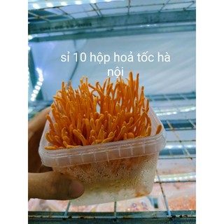 10 Hộp Đông trùng hạ thảo tươi