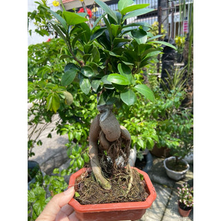 Cây si bonsai để bàn