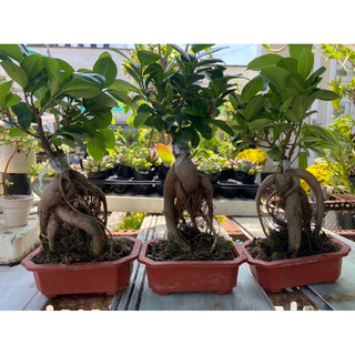 Cây si bonsai để bàn