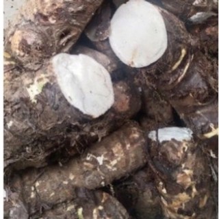 Củ bạc hà núi hà giang, củ ráy - củ bạc hà núi tự nhiên...