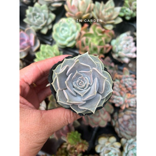 ✅sen đá hồng điệu- size bầu ✅ xuất xứ đà lạt, khoẻ đẹp,lỗi 1 đổi 1