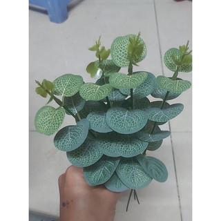 Lá táo rời 1 cành