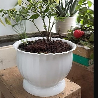 Chậu nhựa trồng cây nhựa rất dày Loại cao cấp, Chậu Sọc Bí, Chậu Phú Quý Trồng Hoa Trang Trí