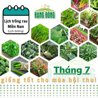 Hạt giống Rau Củ Quả trồng theo mùa ở miền NAM, Tháng 7 này trồng rau gì? - Hạt giống Rạng Đông