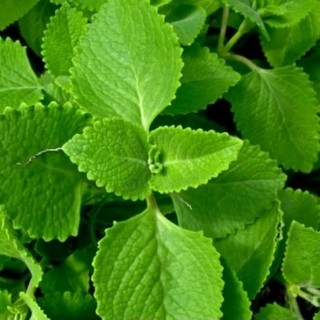 LÁ TẦN HÚNG CHANH NHÀ TRỒNG ORGANIC - BAO SẠCH, TƯƠI