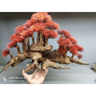 Cây gỗ lũa bonsai kiểu đồi cây [Phần đế bằng gỗ, phần thân có nhiều rể rủ, hang hốc. có 2 loại tán]