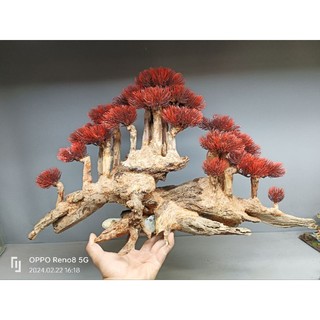 Cây gỗ lũa bonsai kiểu đồi cây [Phần đế bằng gỗ, phần thân có nhiều rể rủ, hang hốc. có 2 loại tán]