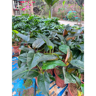 trầu bà đế vương xanh(1 cây)
