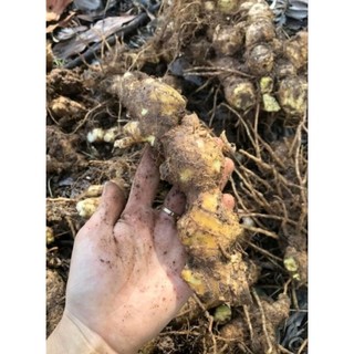 Gừng gió rừng tươi 1 Kg
