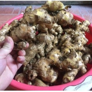 Gừng gió rừng tươi 1 Kg