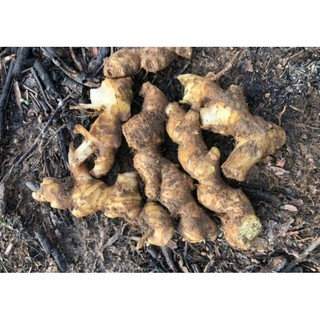 Gừng gió rừng tươi 1 Kg