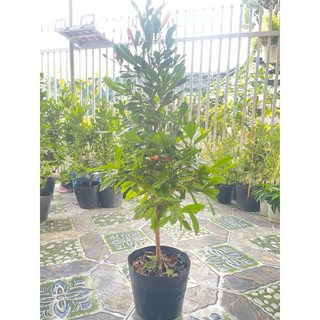 Cây Thần Kỳ đang có trái và hoa (tặng kèm phân bón)