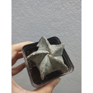 Đá rải mặt, trộn đất pumice