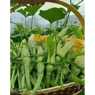 Hạt giống bí siêu nụ và siêu ngọn thái lan gói 10gr