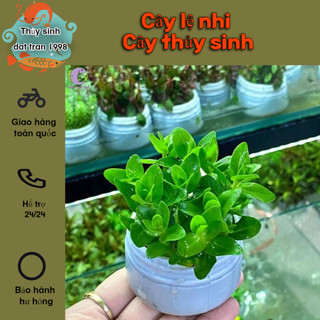 Lệ nhi thủy sinh cây cắt cắm dể sống không cần CO2
