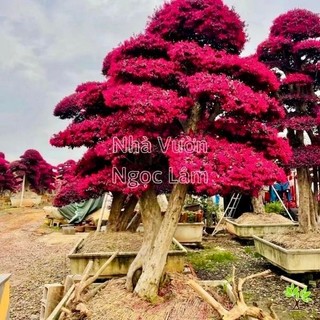 Cây giống hồng phụng - hồng phượng - huyết phụng