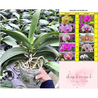 Lan Hò Điệp cốc 3.5 hàng cây tơ đủ màu hoa hồ điệp đẹp cây khỏe lan hồ điệp bầu rễ ổn định