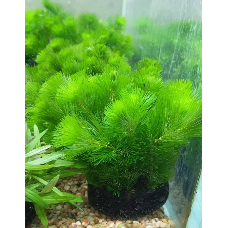 La hán xanh gắn giá thể