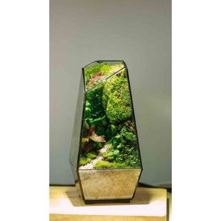 Bể terrarium đa giác mini để bàn làm việc