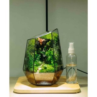 Bể terrarium đa giác mini để bàn làm việc