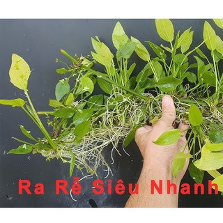 Cây lan nước - cây thuỷ sinh dễ trồng không cần co2