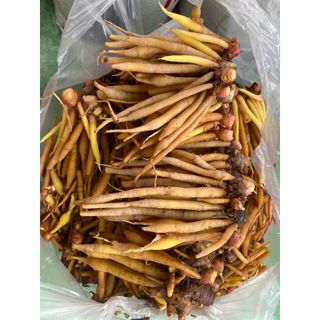 1kg Củ ngãi bún_nguyên liệu nấu bún cá bún mắm