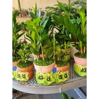 Chậu cây kim tiền - chậu cây tiểu cảnh để bàn