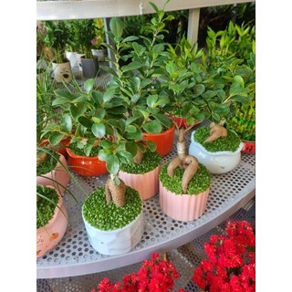 Chậu cây si bonsai - chậu cây tiểu cảnh để bàn