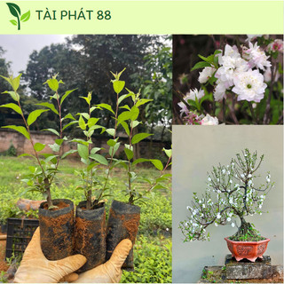 Cây Nhất Chi Mai Giống cây bầu rễ khỏe mạnh