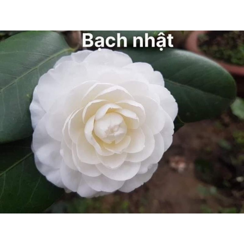 Cây giống bạch trà (bạch cổ/bạch nhật)