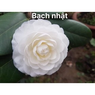 Cây giống bạch trà