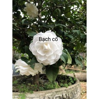 Cây giống bạch trà (bạch cổ/bạch nhật)