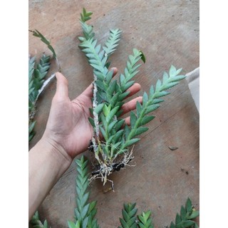 1khóm lan xương cá tươi đẹp