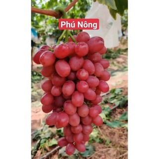Cây nho giống Kim Cương rễ trần- giống nho không hạt, giòn ngọt, sinh trưởng mạnh- Bảo hành bao sống