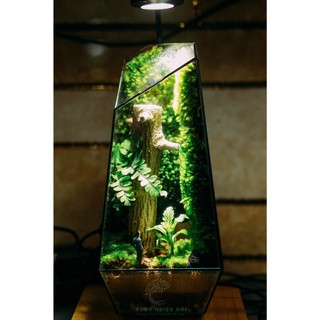 Bể terrarium đa giác mini thành phẩm để bàn làm việc