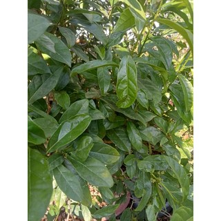 1kg lá xạ đen tươi organic