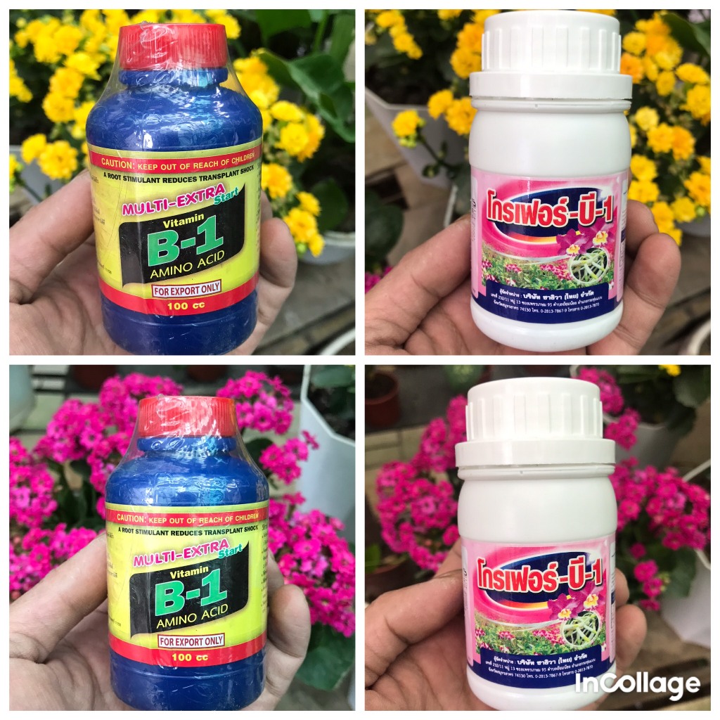 Phân Bón B1 nhập khẩu Thái Lan, chai 100ml.