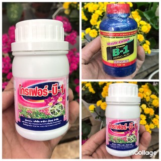 Phân Bón B1 Thái Lan 100ml