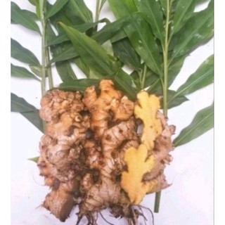 Gừng gió rừng tươi, chuẩn 100%