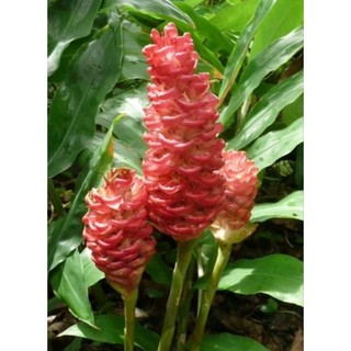 Gừng gió rừng tươi, chuẩn 100%