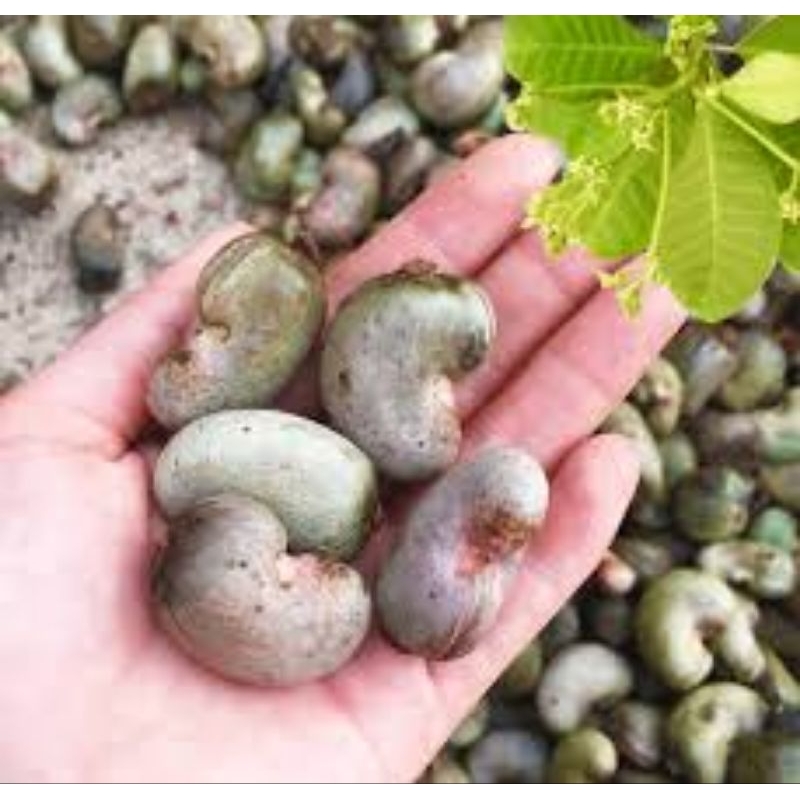 4 hạt giống điều đỏ Bình Phước