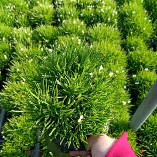 Cây cỏ mây.cỏ mỹ
