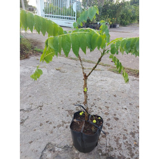 cây chùm ruột ngọt