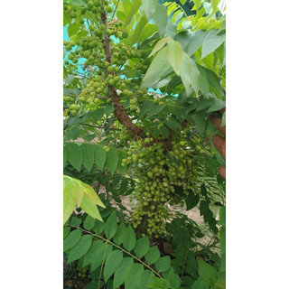 cây chùm ruột ngọt