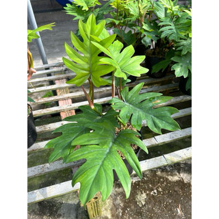 Philodendron Mayoi