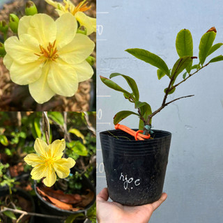 Cây giống Ngọc Mai chuẩn, gốc khoẻ ổn định