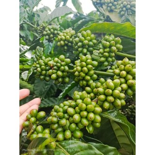 Phân bón đạm cá cô đặc 1 lít