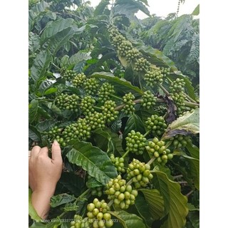 Phân bón đạm cá cô đặc 1 lít