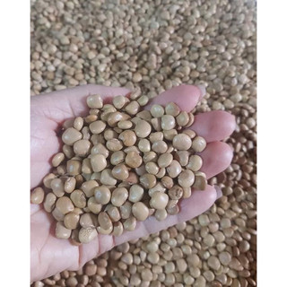 Gói 30 hạt củ đậu cao sản giống chuẩn